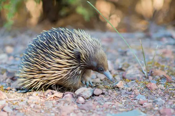 (13.) Foto-Impressionen zu: Echidna, Australien