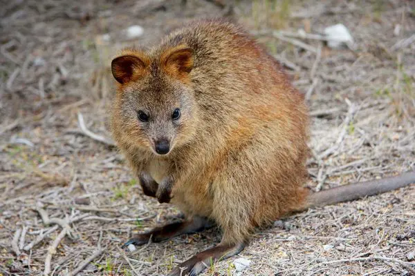(11.) Foto-Impressionen zu: Quokka, Australien