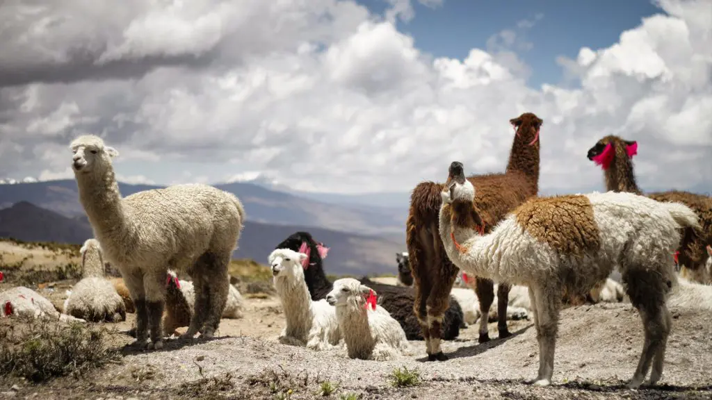 Aplakas, Colca Canyon, Peru