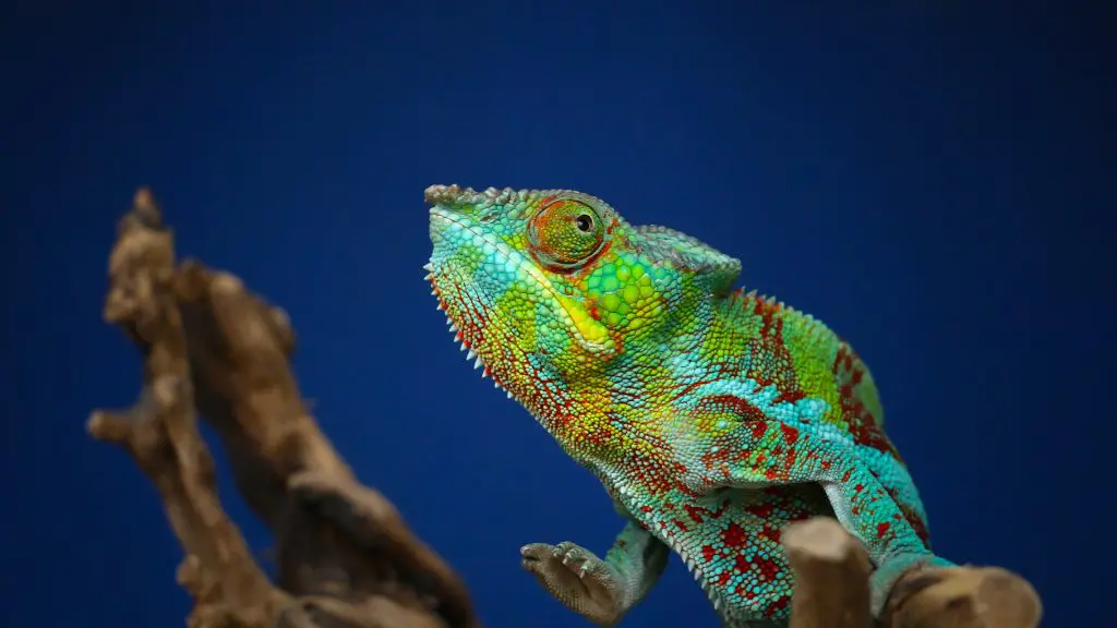 Chameleon, Montagne d´Ambre, Madagaskar