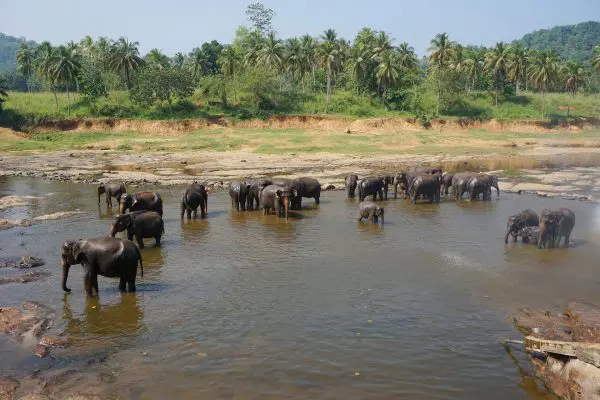 (8.) Foto-Impressionen zu: Elefanten, Sri Lanka
