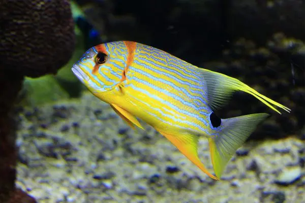 (11.) Foto-Impressionen zu: Fisch, Korallenriff, Unterwasserwelt, Malediven