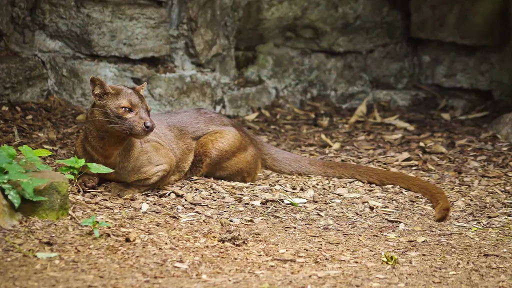Fossa im Kirindy Reservat, Madagaskar