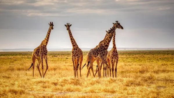 (11.) Foto-Impressionen zu: Giraffen auf Safari, Kenia