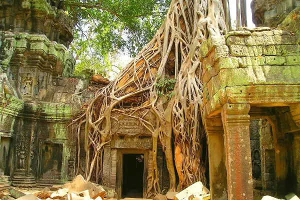 (16.) Foto-Impressionen zu: Angkor-Wat, Wurzeln über Tempelanlage, Kambodscha