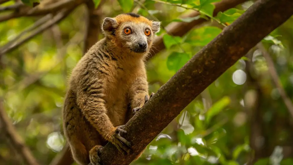Lemur auf einerm Baumzweig, Madagaskar