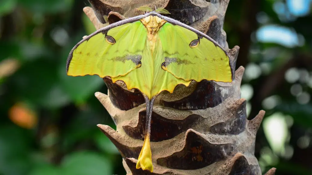 Mondmotte, Madagaskar