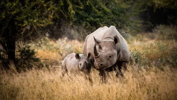 (3.) Foto-Impressionen zu: Nashörnern, Kruger National Park, Südafrika
