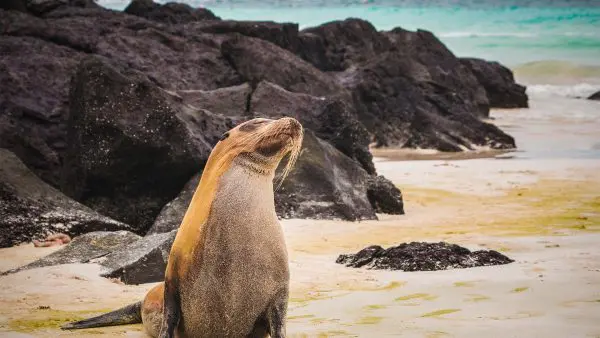 (27.) Foto-Impressionen zu: Seelöwe, Galapagos-Inseln, Ecuador