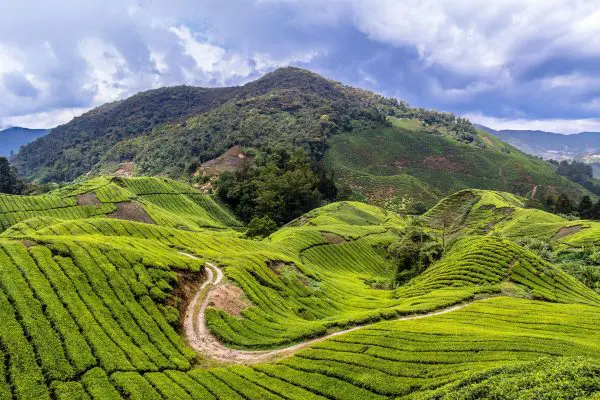 (10.) Foto-Impressionen zu: Teeplantagen, Malaysia