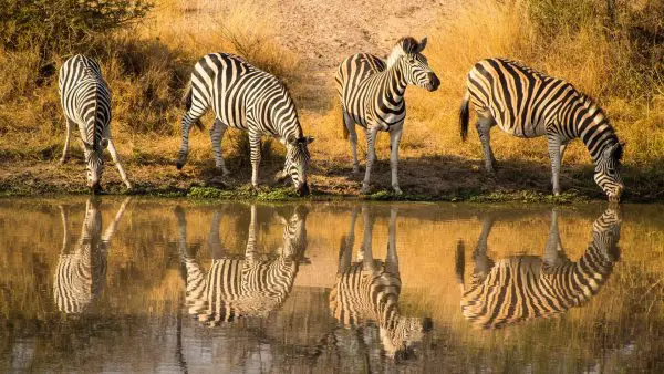 (5.) Foto-Impressionen zu: Zebras im Kruger-Nationalpark, Südafrika