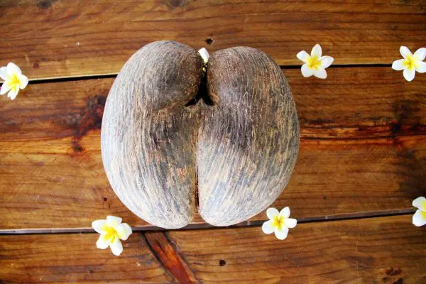 (5.) Foto-Impressionen zu: Coco de Mer, Seychellen