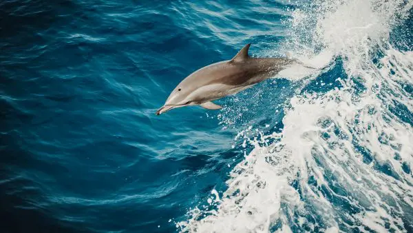 (21.) Foto-Impressionen zu: Delfin, Fidschi
