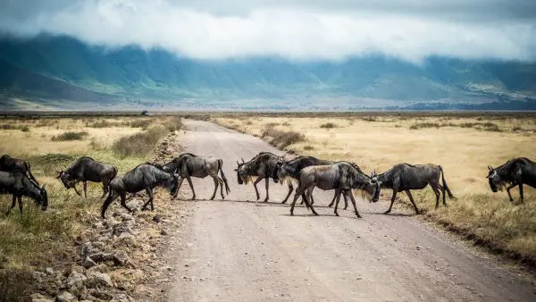 (2.) Foto-Impressionen zu: Gnuherde, Ngorongoro Krater, Tansania