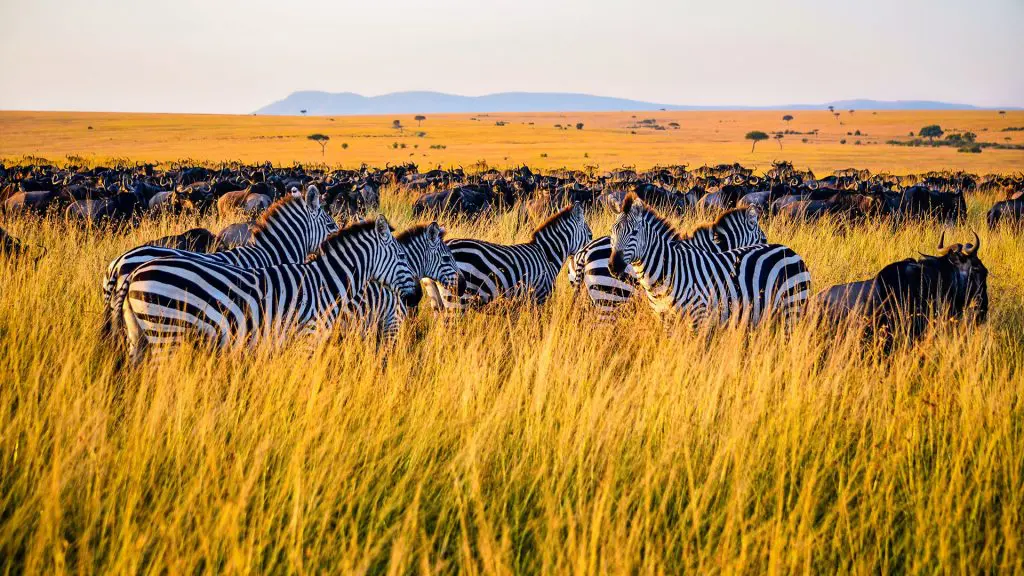 Gnus und Zebras im hohen Gras, Tansania