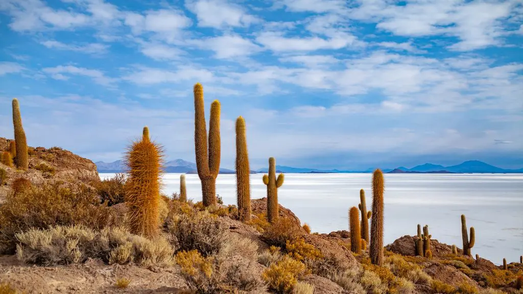 Kakteen am Salzsee Uyuni, Bolivien