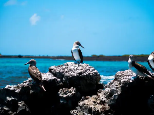 Foto von Insel Isabela