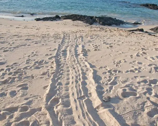 Foto von Insel Baltra