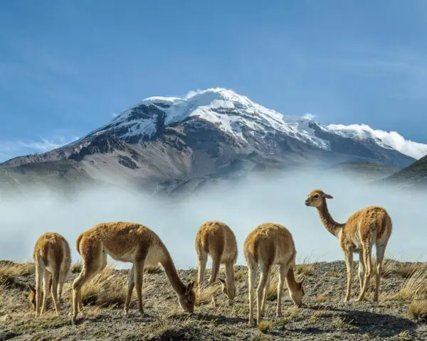 (3.) Foto-Impressionen zu: Reiseangebote Chimborazo