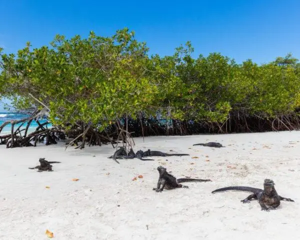 (7.) Foto-Impressionen zu: Reiseangebote Puerto Ayora