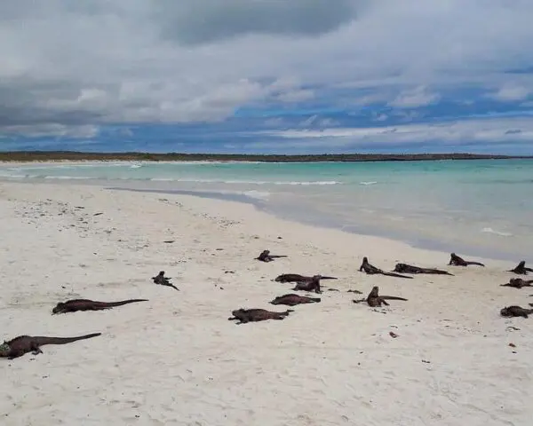 (2.) Foto-Impressionen zu: Reiseangebote Tortuga Bay, The Galápagos Islands