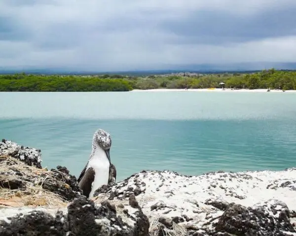 Foto von Tortuga Bay