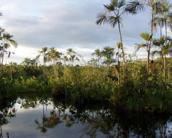 (2.) Foto-Impressionen zu: Reiseangebote Yasuni National Park
