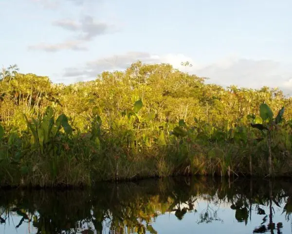 (3.) Foto-Impressionen zu: Reiseangebote Yasuni National Park