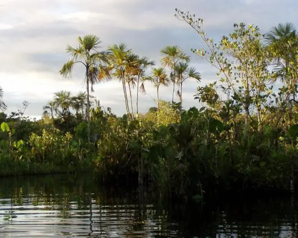 (4.) Foto-Impressionen zu: Reiseangebote Yasuni National Park