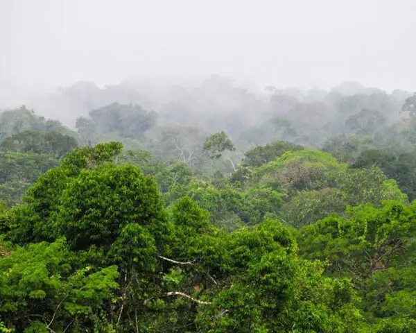 Foto von Yasuni Nationalpark