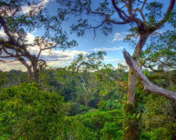 (1.) Foto-Impressionen zu: Reiseangebote Yasuni National Park