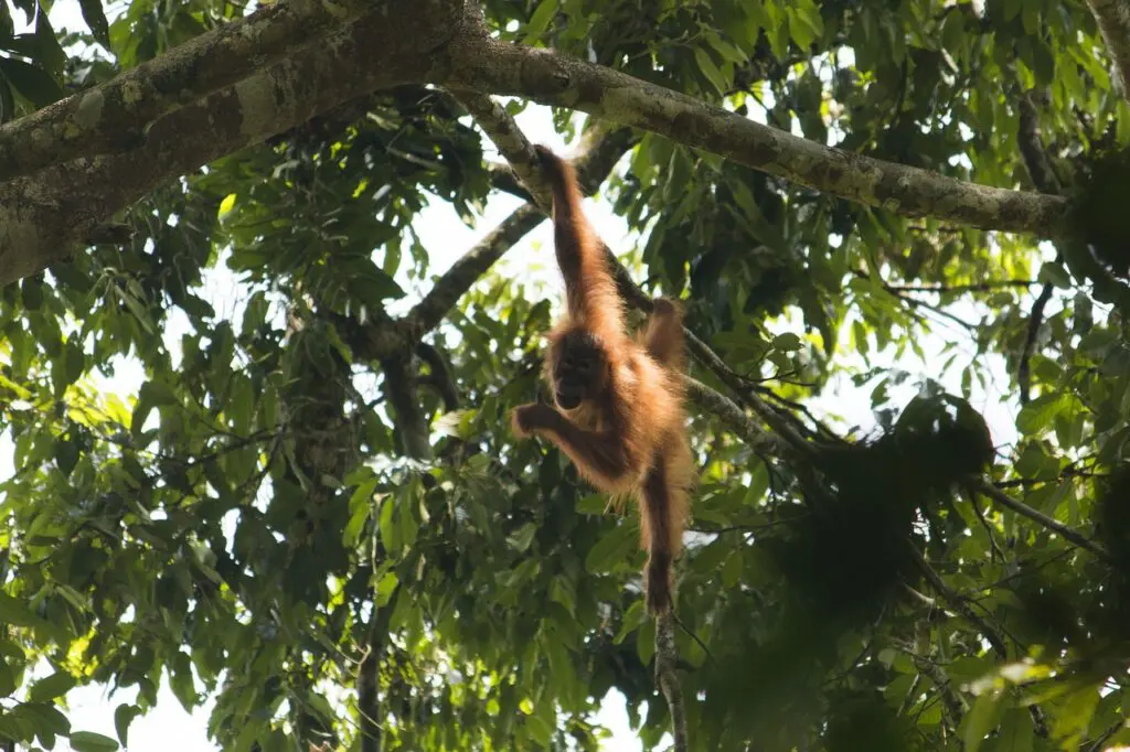 Bukit Lawan, Orang Utan