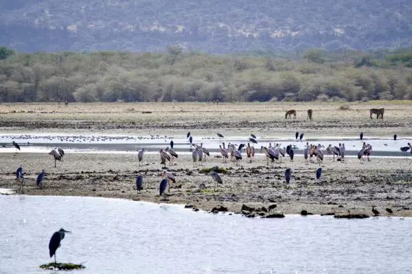 Foto von Lake Manyara Nationalpark