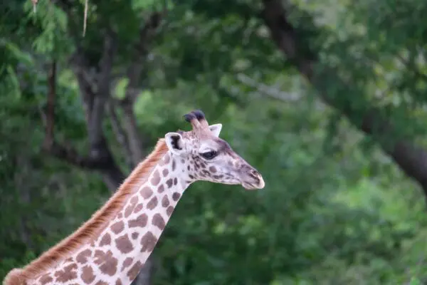 Foto von Selous Nationalpark