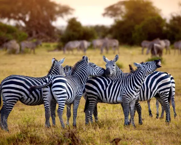Foto von Arusha