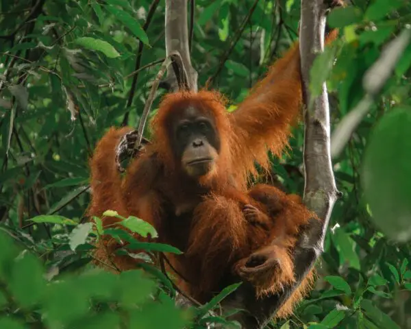 (1.) Foto-Impressionen zu: Reiseangebote Bukit Lawang