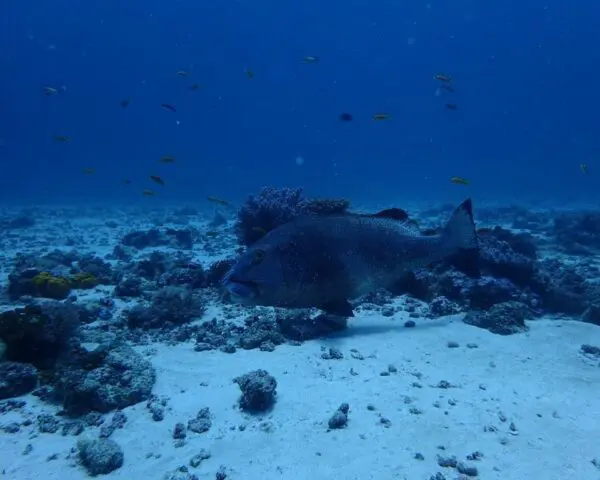 Foto von Mafia Island