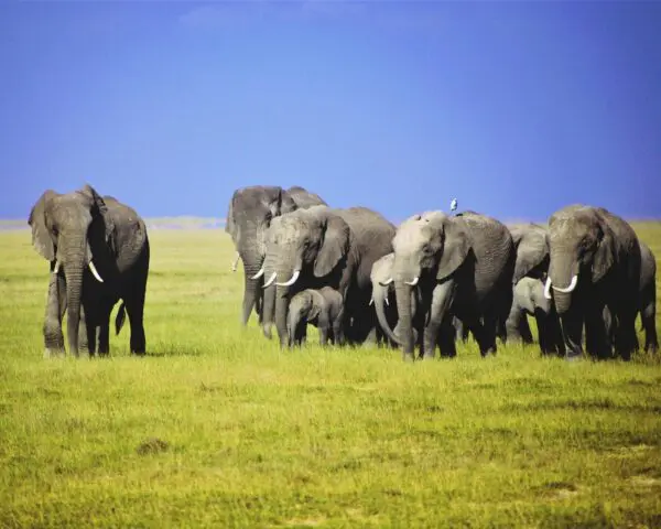 (2.) Foto-Impressionen zu: Reiseangebote Serengeti (Tanzania)