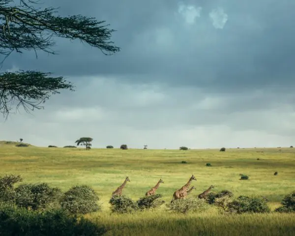 Foto von Serengeti Nationalpark