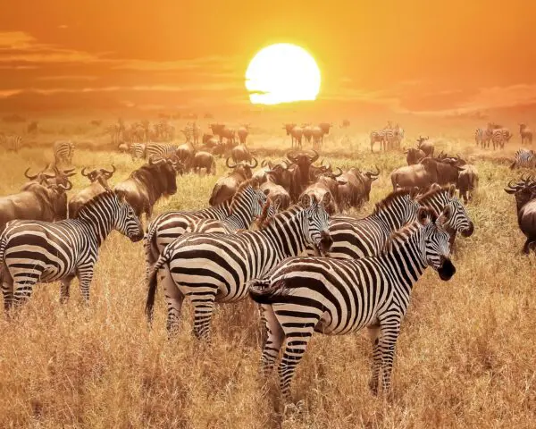 (1.) Foto-Impressionen zu: Reiseangebote Serengeti (Tanzania)