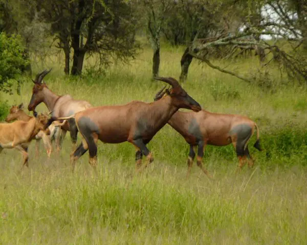 (2.) Foto-Impressionen zu: Reiseangebote Seronera (Serengeti)