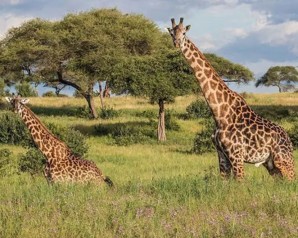 (2.) Foto-Impressionen zu: Reiseangebote Tarangire National Park