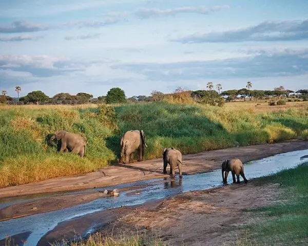 (3.) Foto-Impressionen zu: Reiseangebote Tarangire National Park