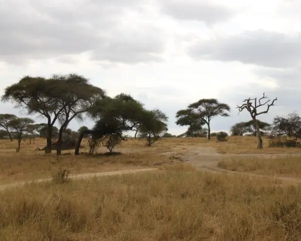 Foto von Tarangire Nationalpark
