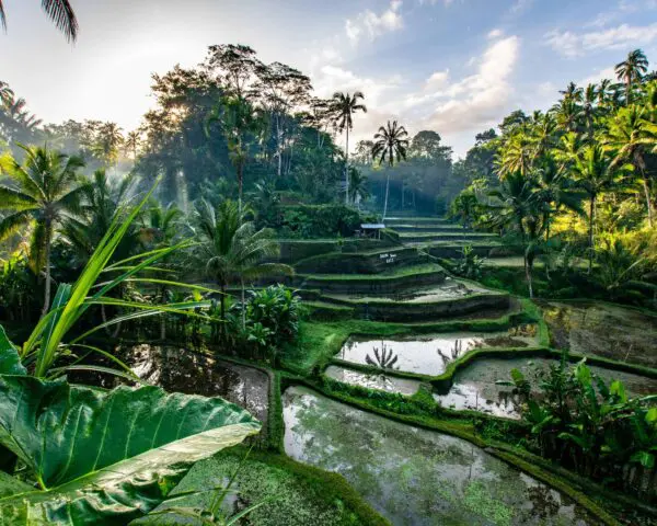 (2.) Foto-Impressionen zu: Reiseangebote Ubud, Bali