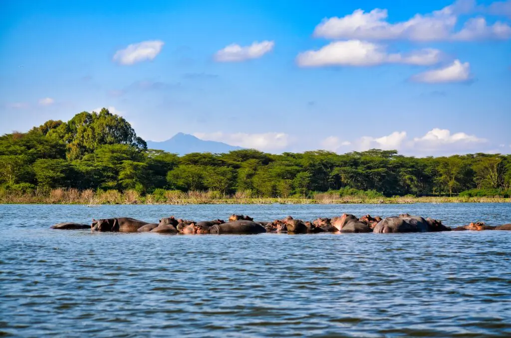 Lake Nakuru, Kenia