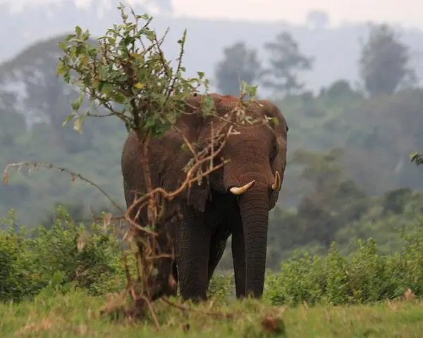 (2.) Foto-Impressionen zu: Reiseangebote Aberdare National Park