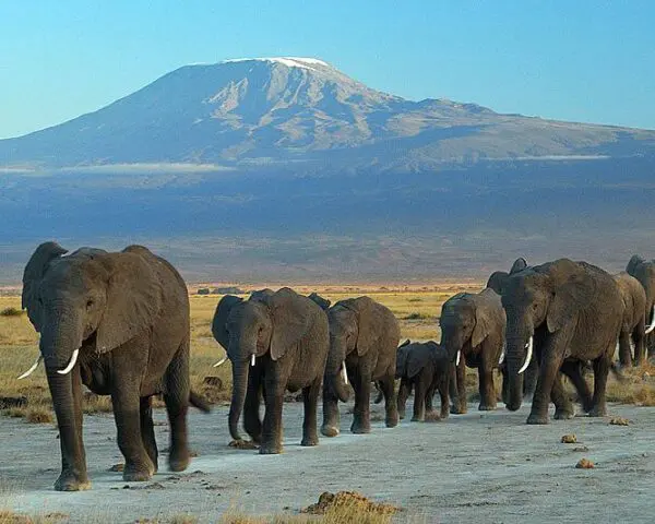 (3.) Foto-Impressionen zu: Reiseangebote Amboseli National Park