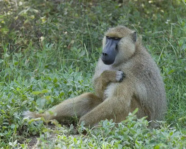 (1.) Foto-Impressionen zu: Reiseangebote Amboseli National Park