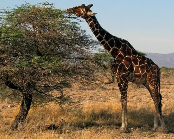(3.) Foto-Impressionen zu: Reiseangebote Samburu National Reserve